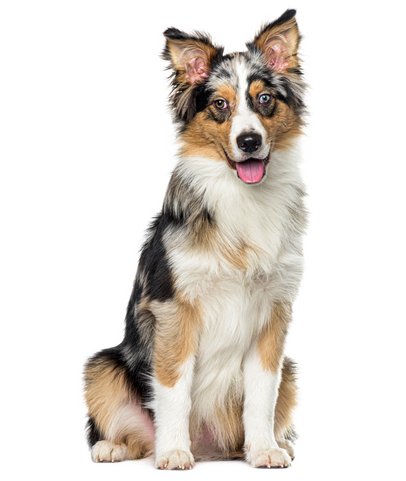 Rates Oxford Boarding Kennels